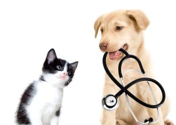 Beneficios a la Salud Pública: Esterilización a Perros y Gatos