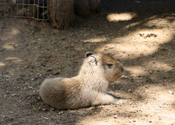 Capibara, Bioparque Estrella, Montemorelos, Conservación Animal - Cambiando Mty Capibara, Bioparque Estrella, Montemorelos, Conservación Animal - Cambiando Mty