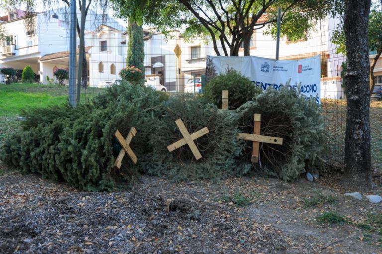 F768x1-751464_751591_5050 - Cambiando Mty Reciclaje-de-pinos-navideños-en-centros-de-acopio-para-cuidar-el-medio-ambiente