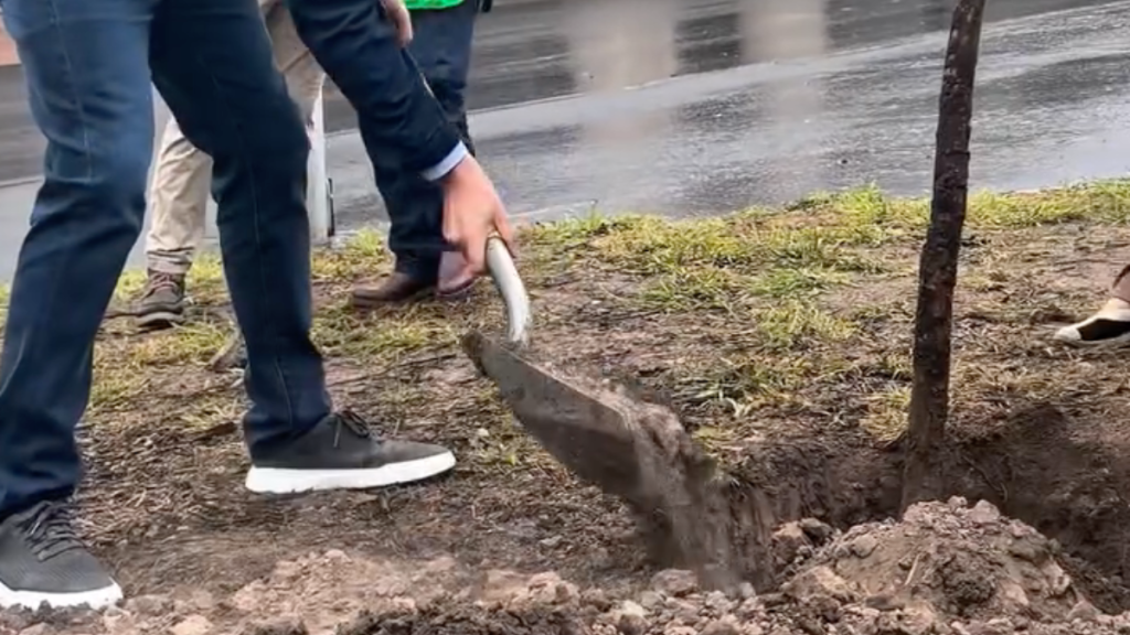 Funcionarios En La Plantación De Los Nuevos 26 Ejemplares En El Camellón De Sevilla