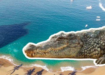 Diez cocodrilos capturados encienden las alertas en las playas colimenses