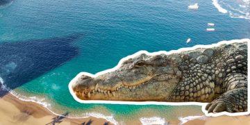 Diez cocodrilos capturados encienden las alertas en las playas colimenses