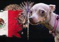 Proteger a las mascotas de la pirotecnia en Monterrey